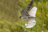 Peregrine Falcon