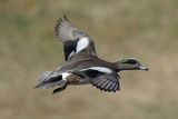 American Wigeon