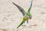 Monk Parakeet
