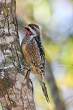 Yellow-bellied Sapsucker