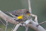 Yellow rumped-Warbler