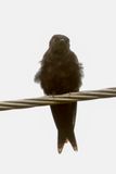 Black Sawwing
