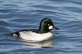 Common Goldeneye