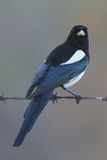 Yellow-billed Magpie