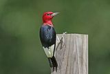 Red-headed Woodpecker
