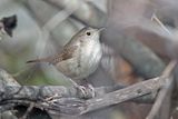 Northern House Wren