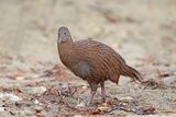 Weka