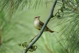 Swainsons Warbler