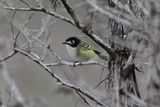 Black-capped Vireo