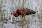 White-faced Ibis