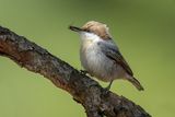 Brown-headed Nuthatch