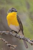 Yellow-breasted Chat 
