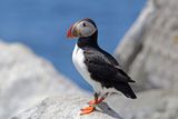 Atlantic Puffin