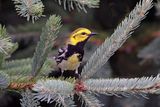 Black-throated Green Warbler