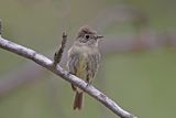 Dusky Flycatcher