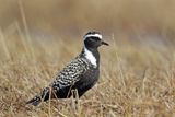 American Golden-Plover
