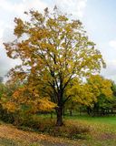 A Stately Tree in Kerr Park