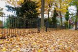 Fallen Leaves on the Brick Sidewalks of West Chester #1 of 2