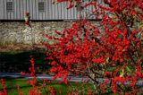 Winterberries By the Barn