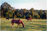 Sun Kissed Equines