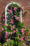 Late Summer Pink Trellis