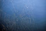 Spider Web Near Sunset