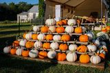 Pumpkins.  Theyre Everywhere All of a Sudden! #1 of 3