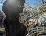 The Bradford Pears at Peaking! (#3 of 3)