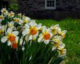 Daffodils at the John Chadd House