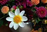 DSCF9097-ps.jpg
