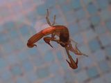 Scorpian.jpg