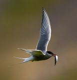 Arctic Tern 