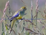 Blue-winged Parrot