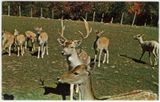 Deer Farm at Jacobs Ladder Summit