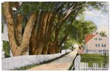 Willow Trees, West End, Provincetown, Mass..jpg