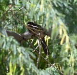 3. Asian Koel - Eudynamys scolopaceus