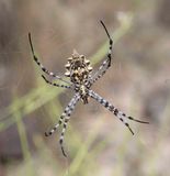 1. Argiopes cf.sector (Forsskl, 1776)
