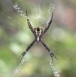 2. Argiope cf. versicolor (Doleschall, 1859)