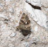 5.  Gomalia elma (Trimen, 1862) - Marbled Skipper