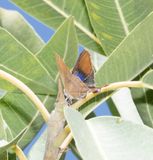 13. Myrina silenus (Fabricius, 1775) - Fig Blue 