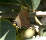 13. Myrina silenus (Fabricius, 1775) - Fig Blue 