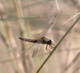 2. Crocothemis erythraea (Brull, 1832) - Carmine Darter  [female]