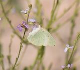 4. Catopsilia florella (Fabricius, 1775) - African Emigrant