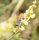 2. Micromeriella aureola (Klug, 1832) - female