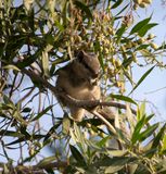 3. Funambulus pennantii (Wroughton, 1905) - Five-striped Palm Squirrel