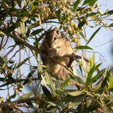 3. Funambulus pennantii (Wroughton, 1905) - Five-striped Palm Squirrel