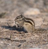 3. Funambulus pennantii (Wroughton, 1905) - Five-striped Palm Squirrel