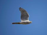 11. Eurasian Sparrowhawk - Accipiter nisus