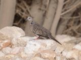 Spotted Dove - Spilopelia chinensis (Scopoli, 1786)