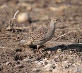 4. Grey Francolin - Francolinus pondicerianus